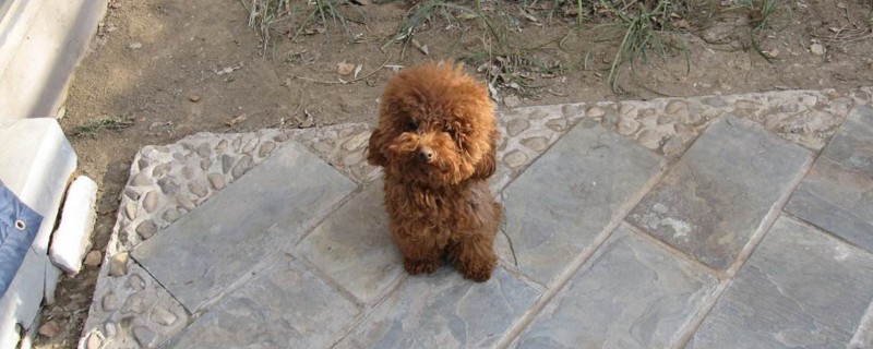 贵宾犬多久洗一次澡