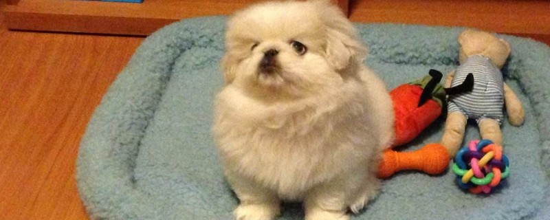 京巴狗吃什么狗粮