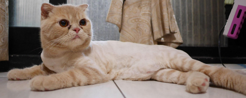 猫突然盯着你扑上来