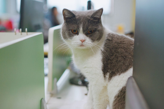 怎么判断猫咪冷不冷