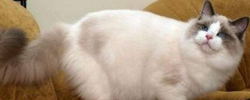 布偶猫认主人吗