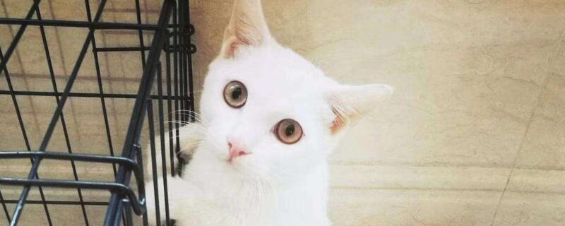猫咪胆小怕人怎么训练