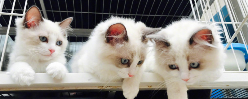 猫狗一起养怎么喂食，猫狗混养如何区分喂食