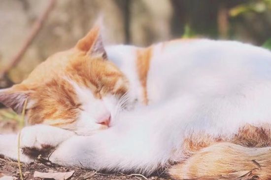 猫故意不在砂盆里大便