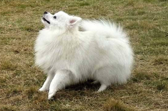 博美怀孕的症状