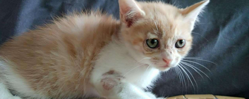 小猫要死了有什么征兆