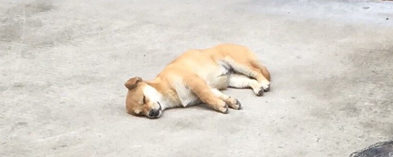 狗狗缺少安全感的表现，这4种情况说明要多关爱陪伴狗狗