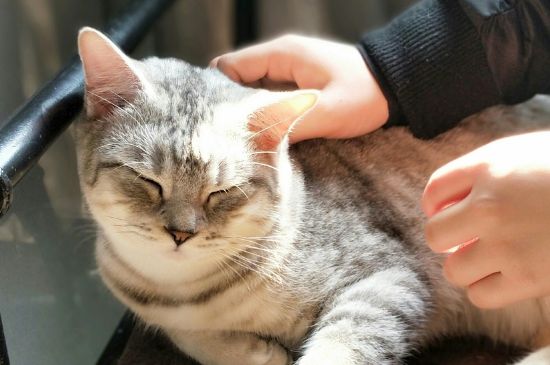 猫耳朵长螨虫