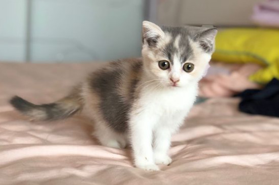 如何让猫咪晚上不闹腾