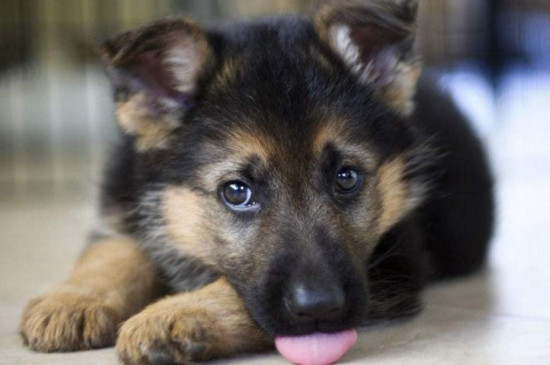 德牧幼犬吃什么好