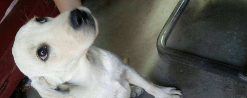 拉布拉多犬咳嗽怎么办