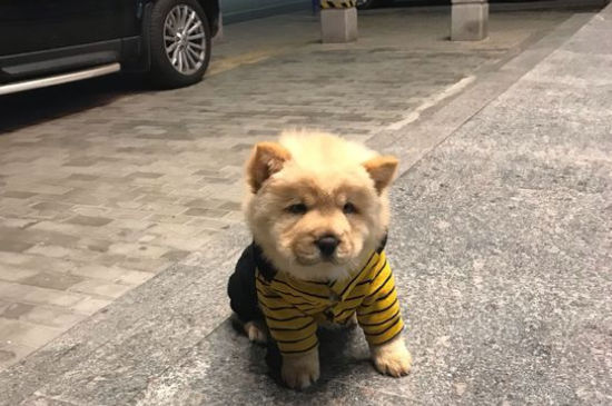 松狮犬为什么咬人