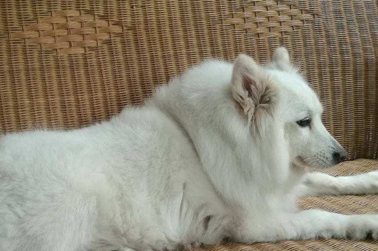狗狗子宫蓄脓症状
