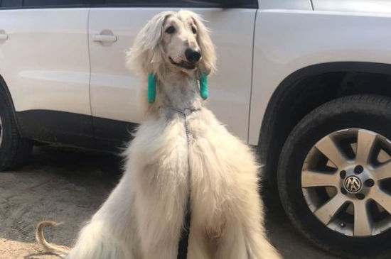 阿富汗猎犬有攻击性吗