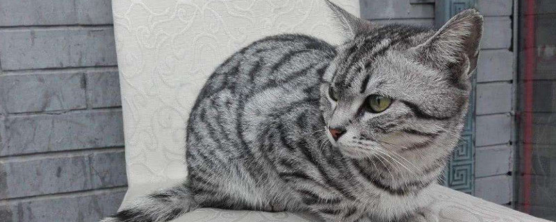 黑斑猫是什么品种