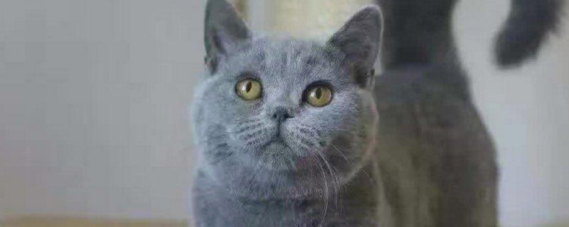 蓝猫外出害怕怎么办