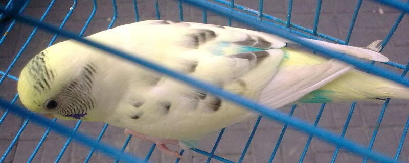 虎皮鹦鹉螨虫症状