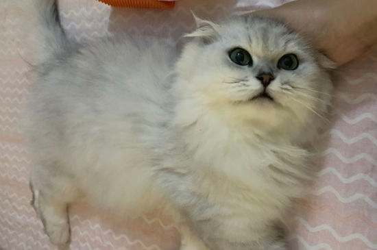 猫胺膏的作用