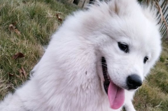 雪橇犬三傻是哪三傻