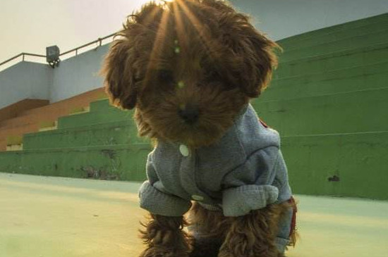 泰迪幼犬喂养注意事项