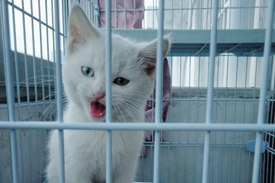 猫尿结石症状