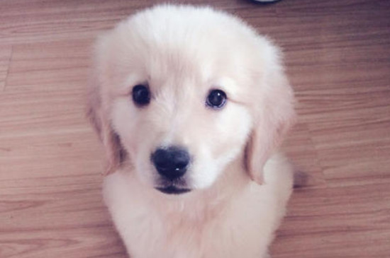 犬瘟后遗症多久能恢复