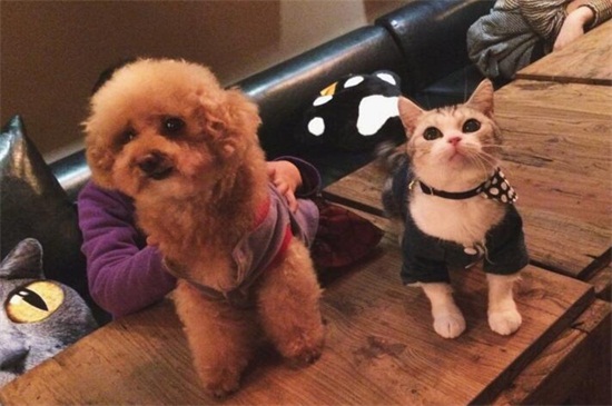 狗狗肠胃不好的表现