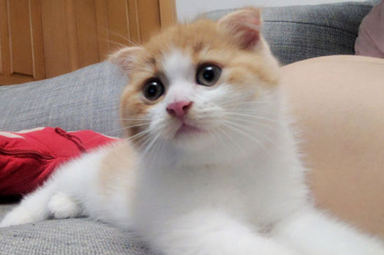 折耳猫一定会发病吗