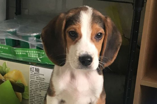 比格犬一生认几个主人