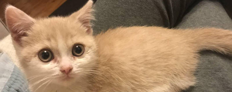 猫总是抽抽的像打喷嚏