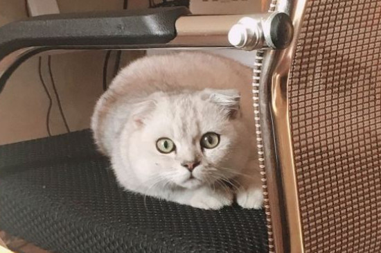 宠物猫多久驱虫