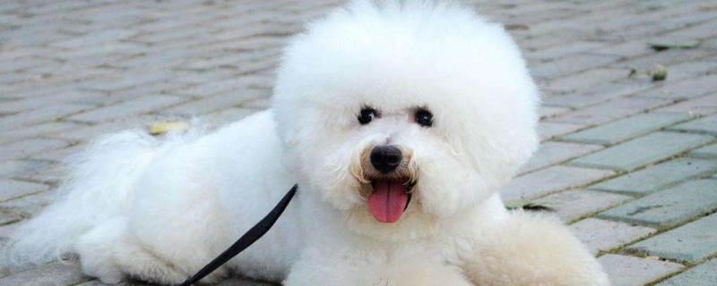 比熊哼哼唧唧表示什么