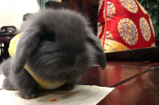 兔子没有征兆突然死亡