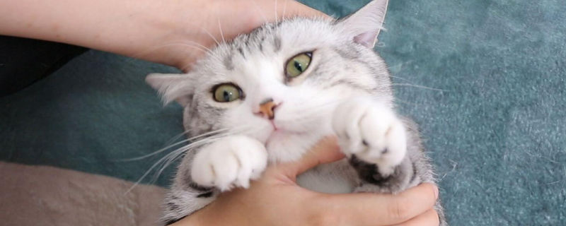 养猫身上起红疙瘩