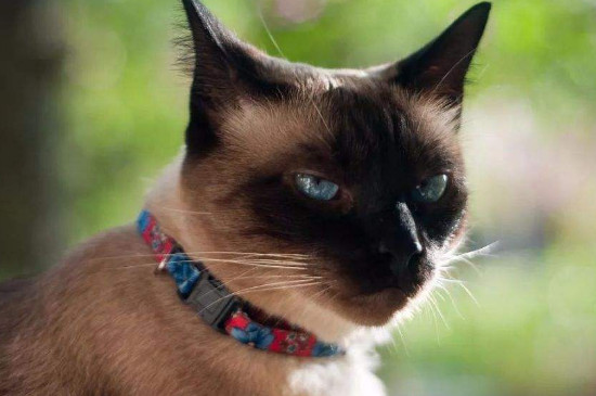猫中之王是什么品种