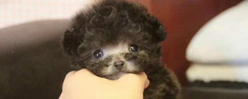 茶杯犬需要遛吗