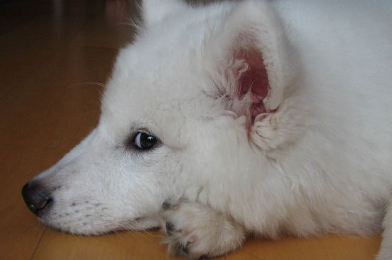 狗狗长时间盯着主人看