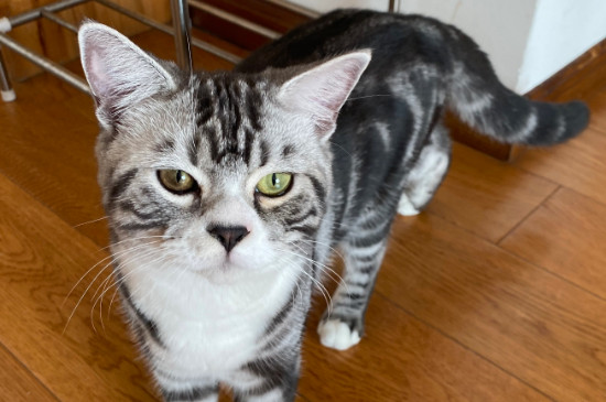 怎么才能不让猫抓东西