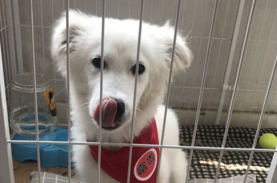 狗狗憋尿最多几个小时