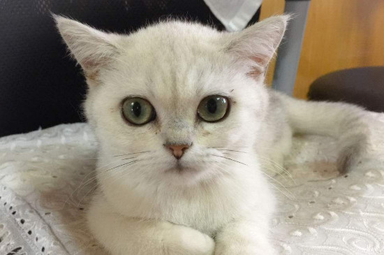 怎么让猫听话