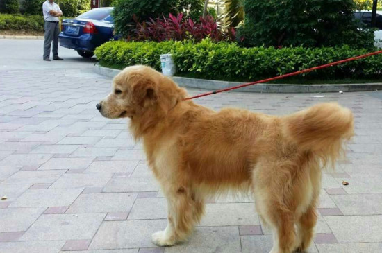 金毛可以吃鸡蛋吗