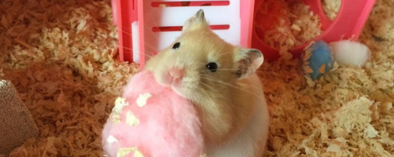 金丝熊冬天怎么养