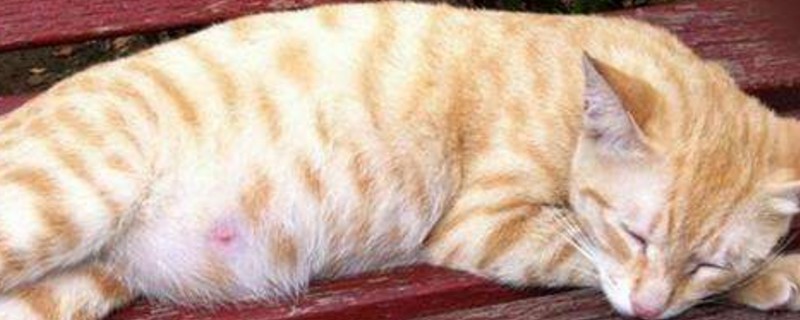 母猫奶水不足表现