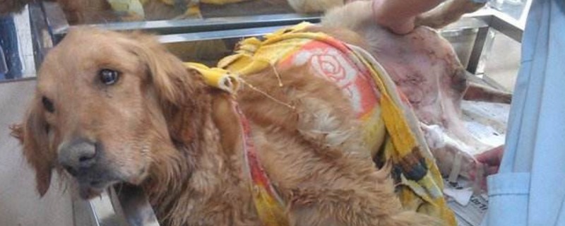 狗肾衰竭临死前症状