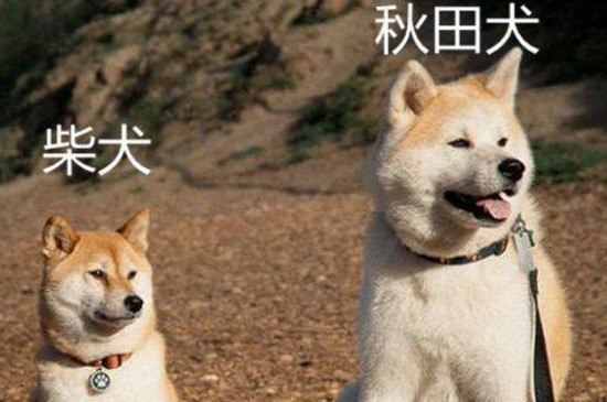 柴犬为什么禁养