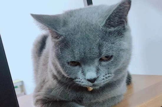 蓝猫掉毛厉害吗