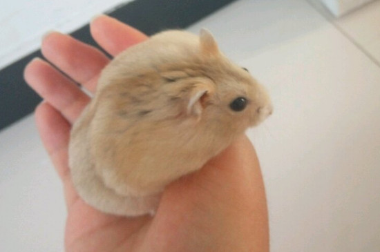 仓鼠伤心的表现