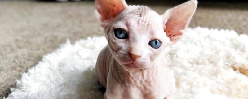无毛猫叫什么名字
