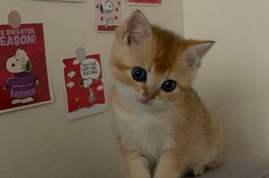猫做错事会认错吗