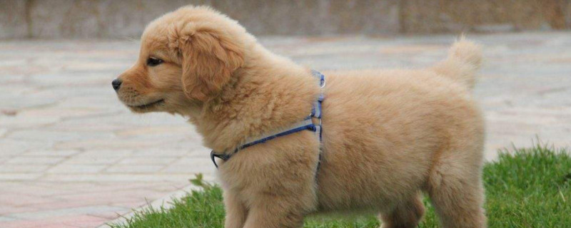 金毛幼犬眼睛有泪痕